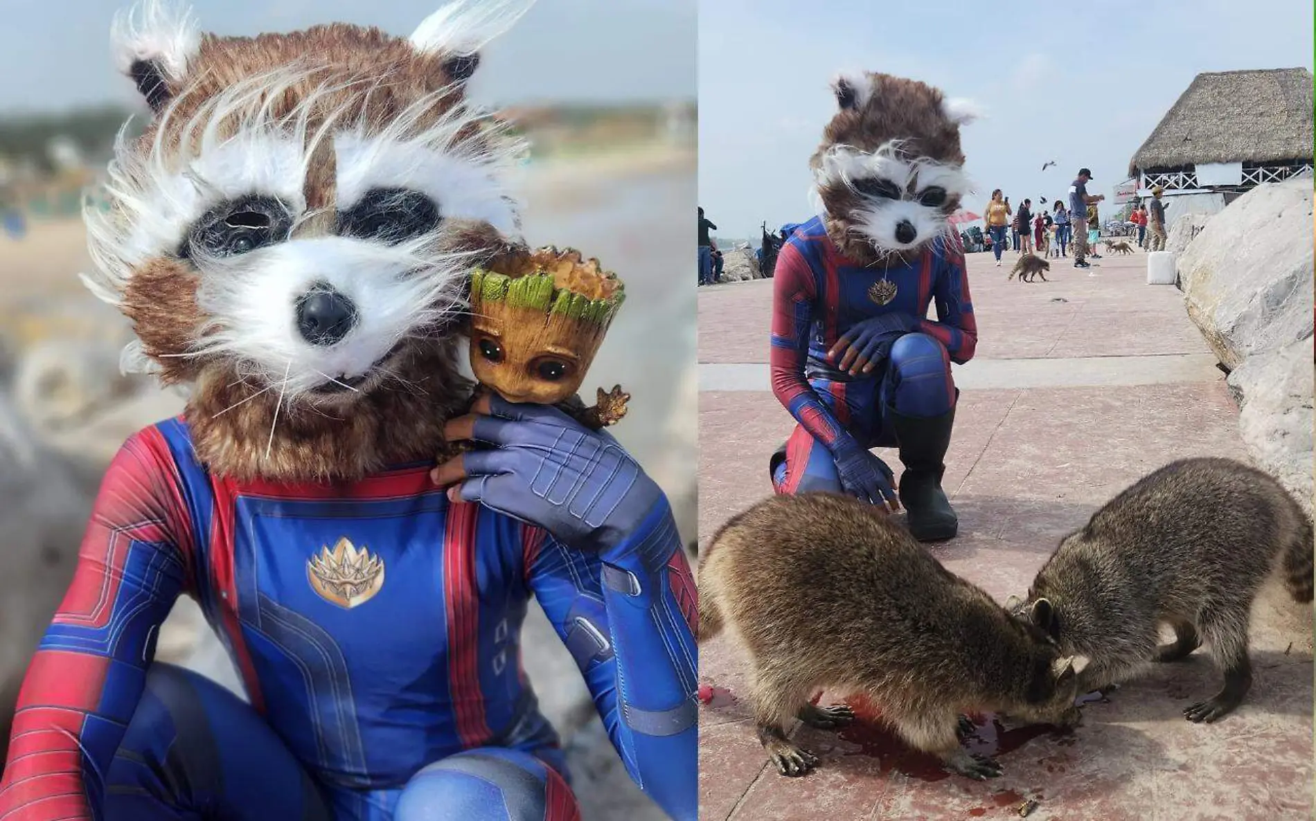 Rocket acudió a playa Miramar a visitar a los mapaches que habitan en las escolleras Facebook